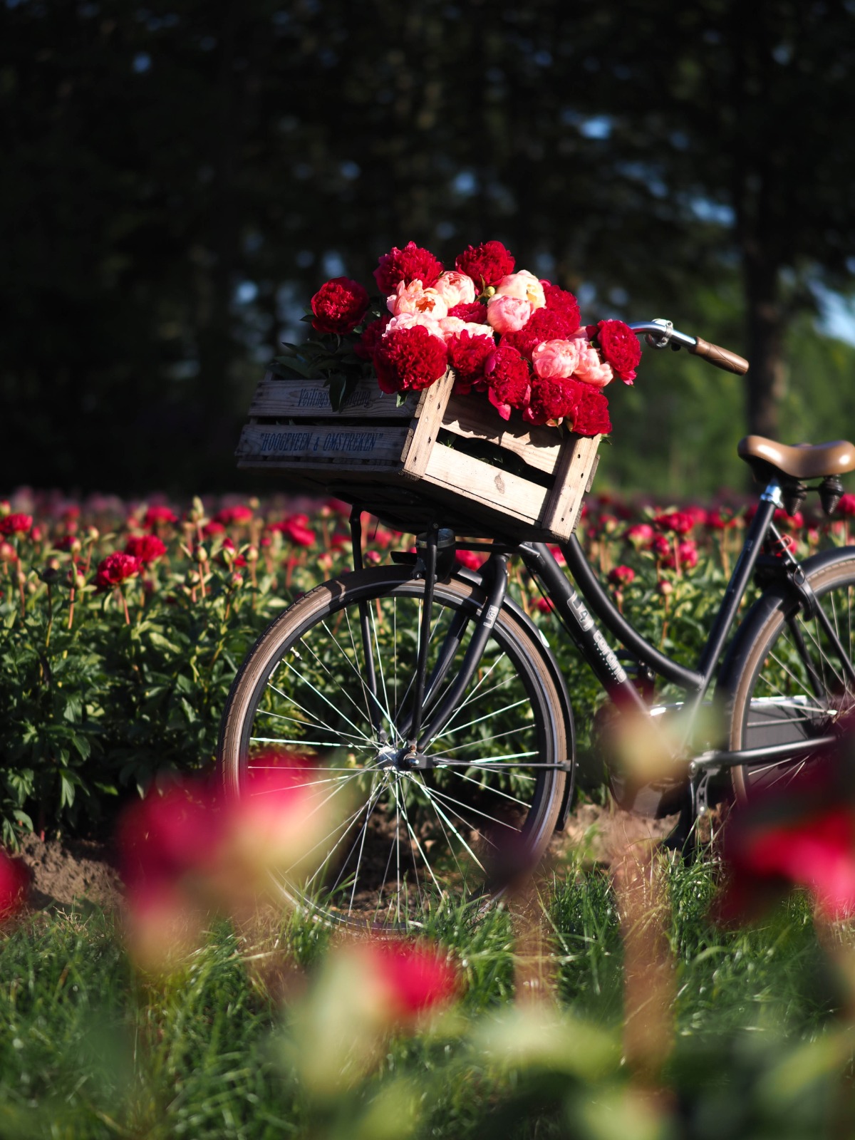 fiets in de bloeiende pioenen